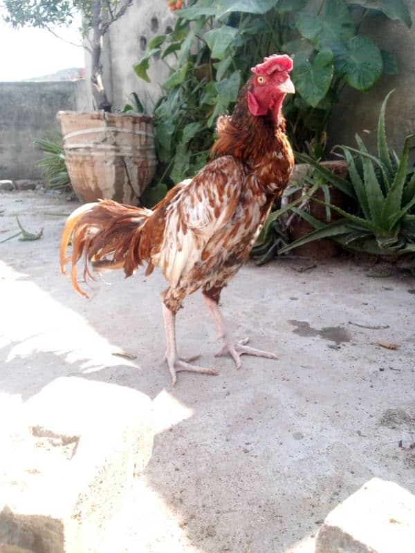 Best quality Assel Murga. . . 2