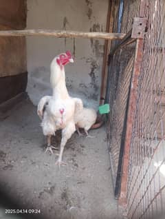 fresh fertile egg for sale Top quality