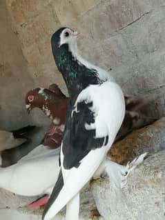 sharazi