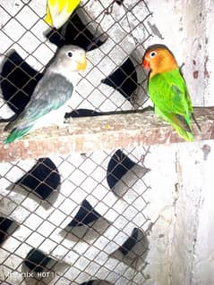 Lovebirds
