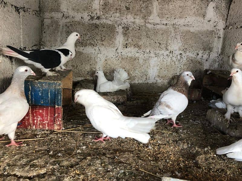fancy pigeon 0