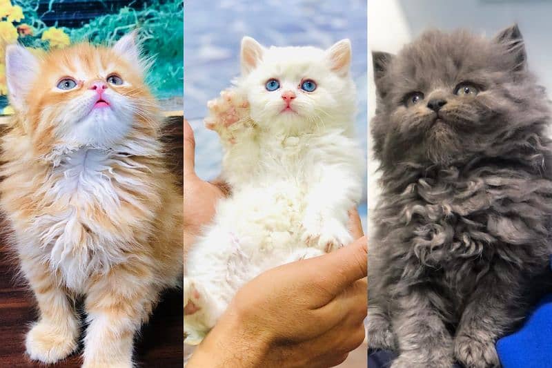 Persian triple coated punch face kitten available for sale 0