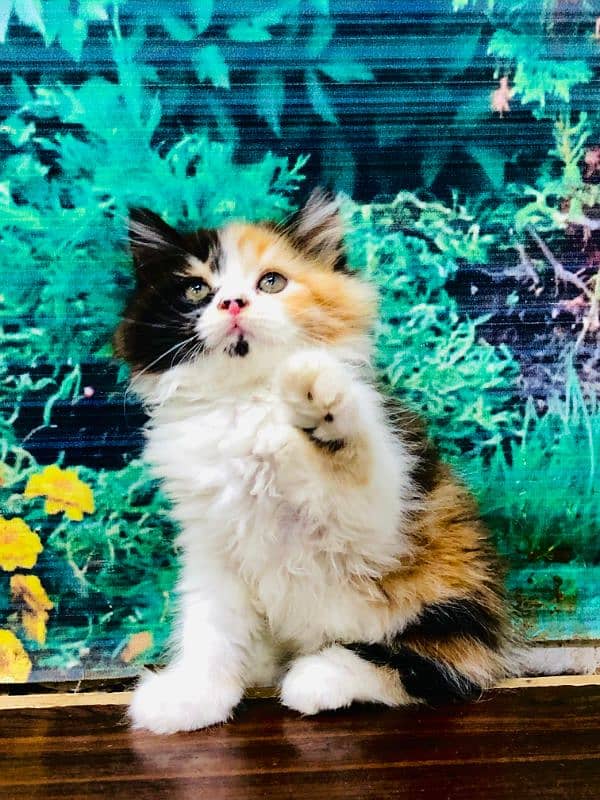 Persian triple coated punch face kitten available for sale 1