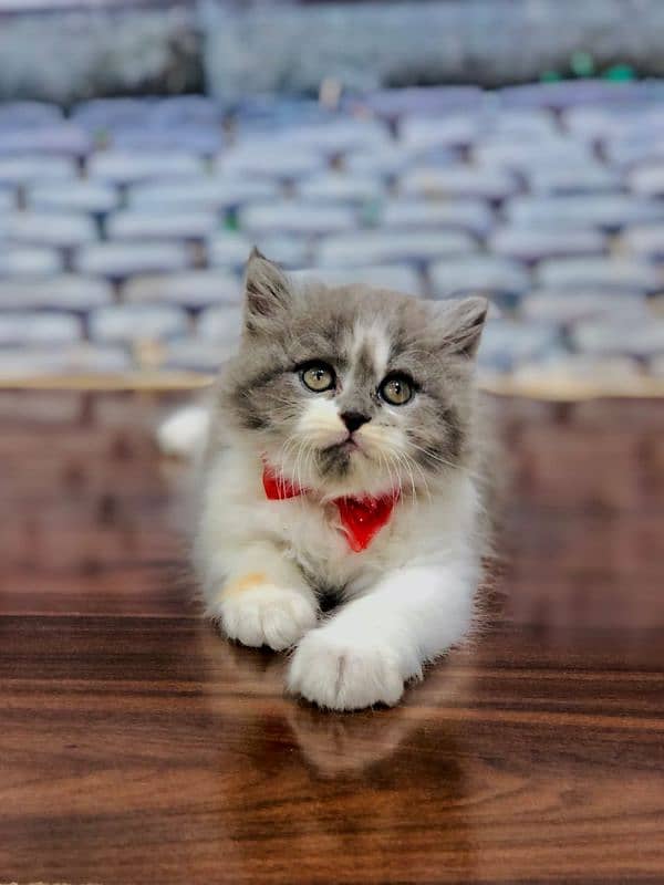 Persian triple coated punch face kitten available for sale 3