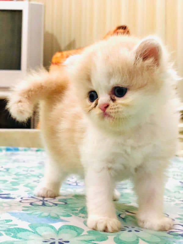 Persian triple coated punch face kitten available for sale 5