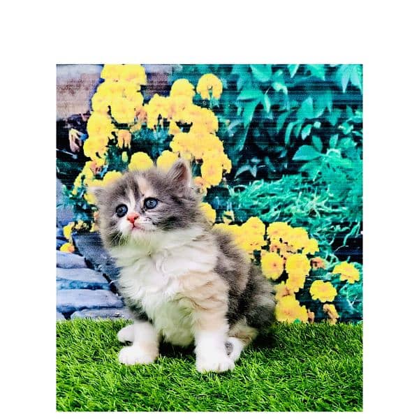 Persian triple coated punch face kitten available for sale 6