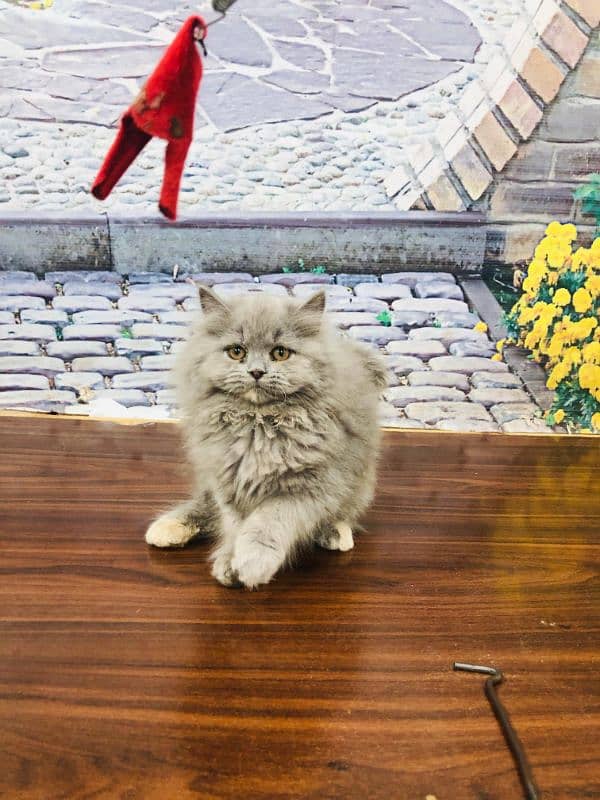 Persian triple coated punch face kitten available for sale 7