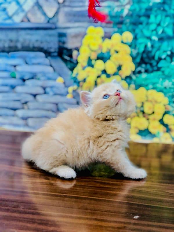 Persian triple coated punch face kitten available for sale 9