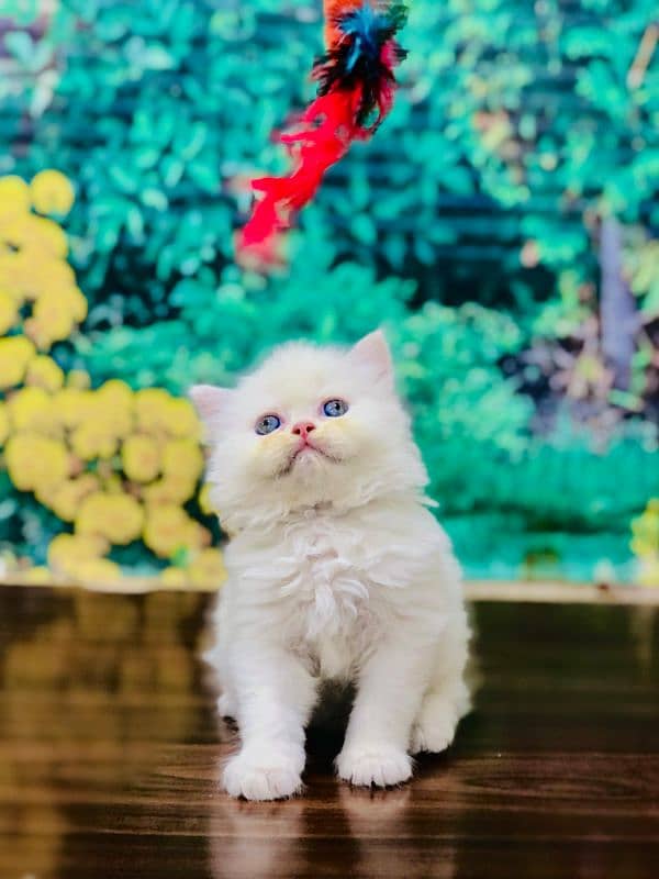 Persian triple coated punch face kitten available for sale 10