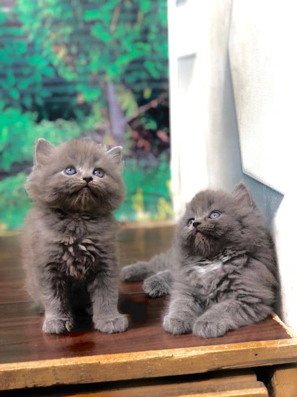 Persian triple coated punch face kitten available for sale 11