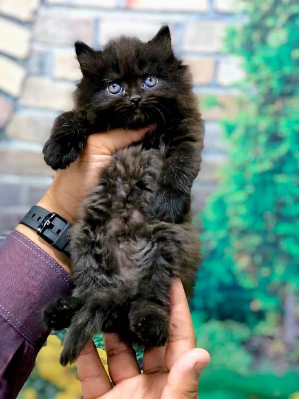 Persian triple coated punch face kitten available for sale 12