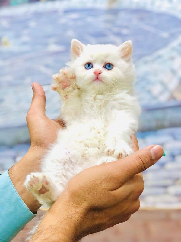 Persian triple coated punch face kitten available for sale 14