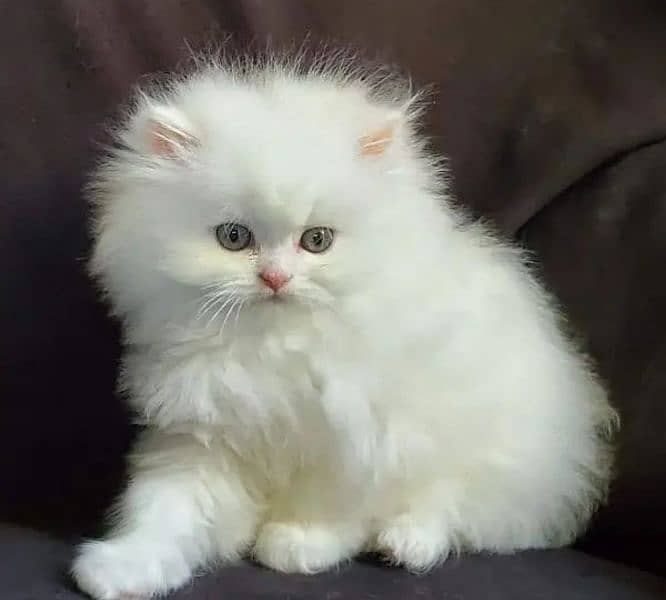 Persian triple coated punch face kitten available for sale 15