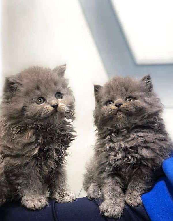 Persian triple coated punch face kitten available for sale 17