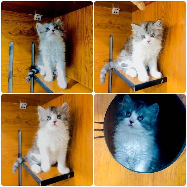 Persian triple coated punch face kitten available for sale 19