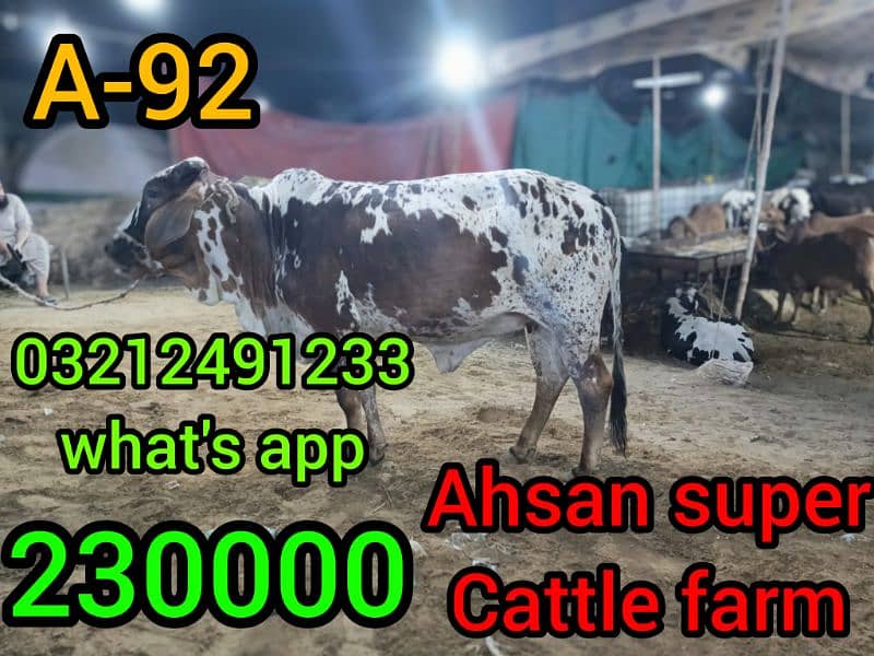 Qurbani ki cows. whole sale rate par 5