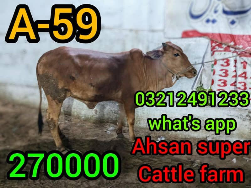 Qurbani ki cows. whole sale rate par 6