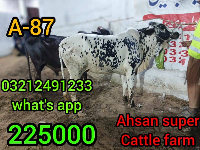 Qurbani ki cows. whole sale rate par 9