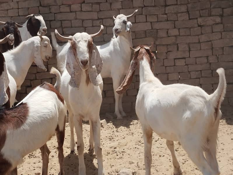 Qurbani Bakra in Bulk 20- Animals for sale in Karachi, Pakistan 0