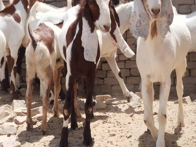 Qurbani Bakra in Bulk 20- Animals for sale in Karachi, Pakistan 1
