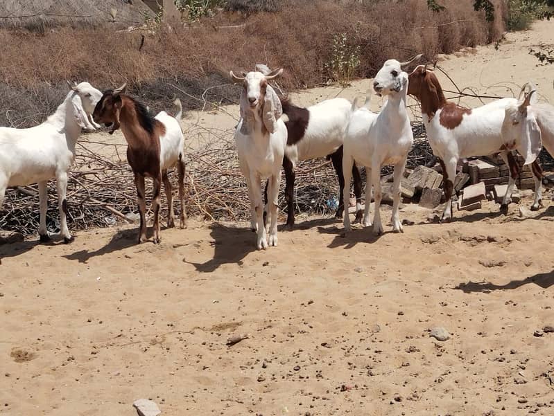 Qurbani Bakra in Bulk 20- Animals for sale in Karachi, Pakistan 2