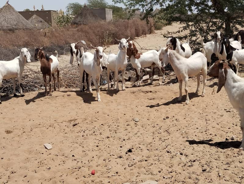 Qurbani Bakra in Bulk 20- Animals for sale in Karachi, Pakistan 3