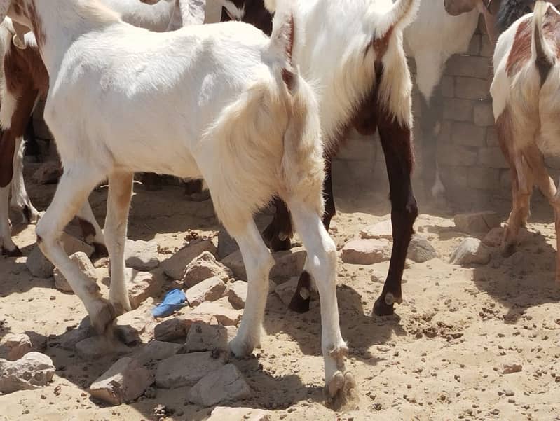 Qurbani Bakra in Bulk 20- Animals for sale in Karachi, Pakistan 4