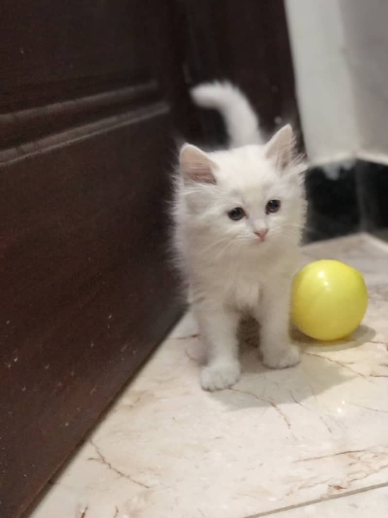 Kitten 6