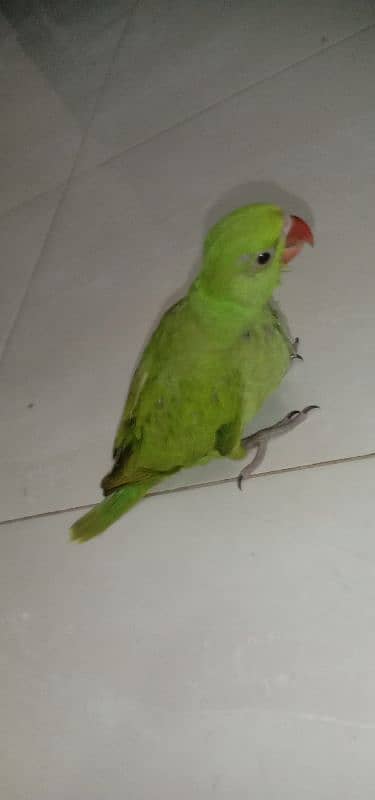 Baby parrot 0