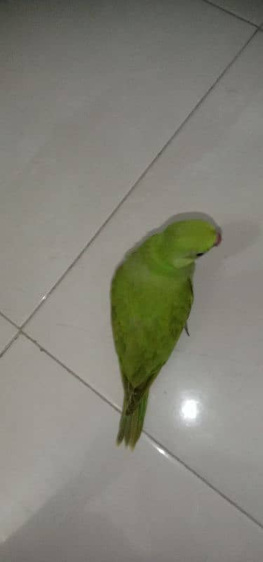 Baby parrot 1