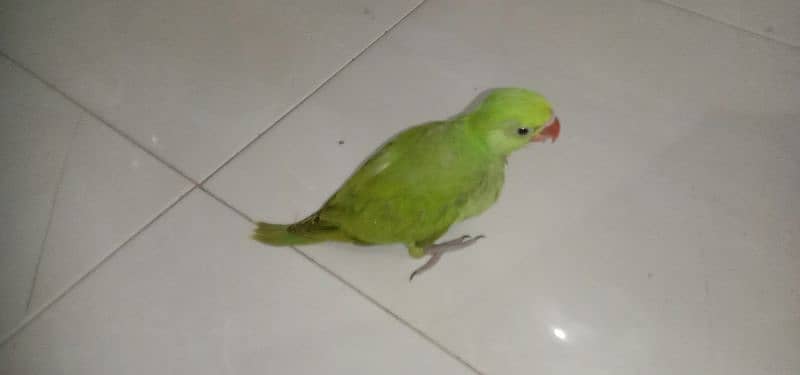 Baby parrot 2
