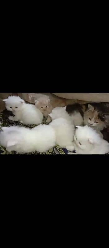 TRIPLE COATED PUNCH FACE KITTEN'S AVAILABLE IN LAHORE 03174495524. 2