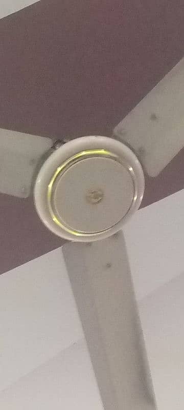 fans for sell 1