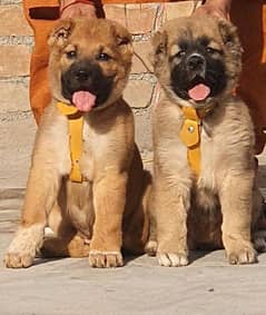Kurdish Kangal dog pair 2month for sale