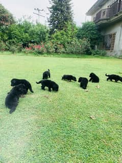 Black German Shepherd Long Coat Puppies black n tan puppies