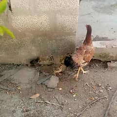 Aseel murghi with 3 chicks healthy and active 2 week  want to sale