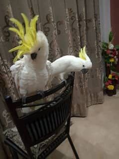 COCKATOO TAMED PAIR/03152248124