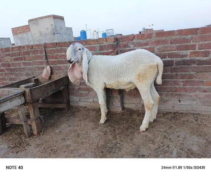kajla  and mundra for sale 0