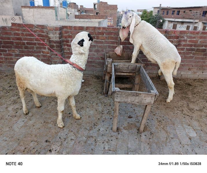 kajla  and mundra for sale 1