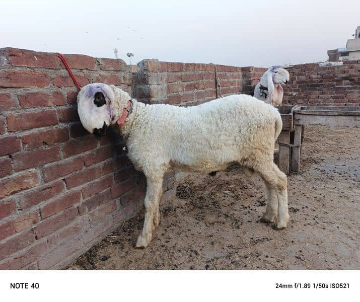 kajla  and mundra for sale 3