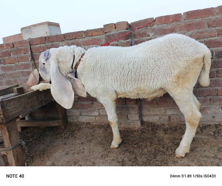 kajla  and mundra for sale 5