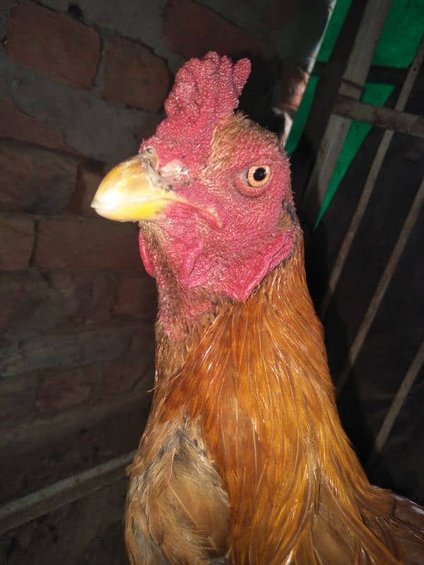 other breed aseel asil jawa shamo hung kung male female 0