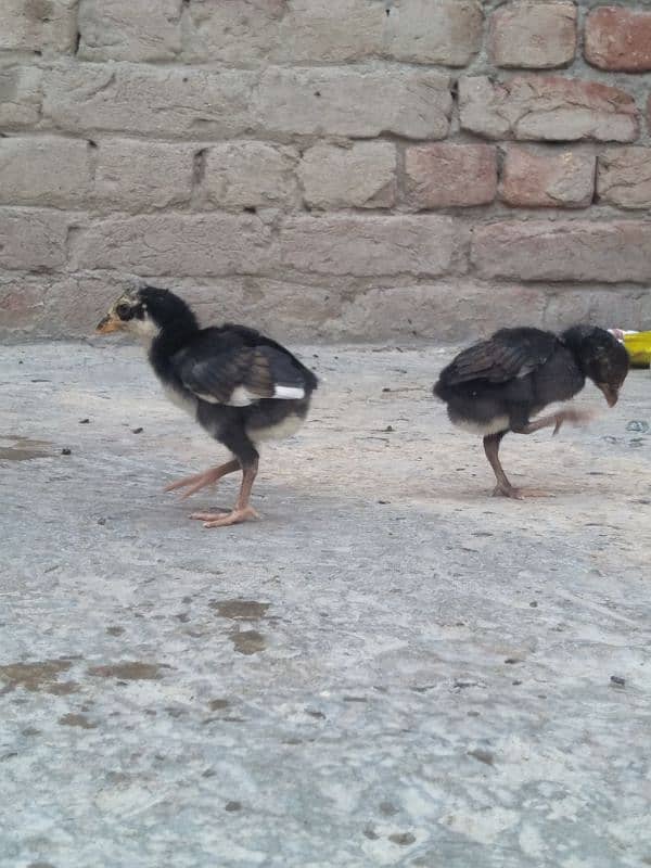 other breed aseel asil jawa shamo hung kung male female 1
