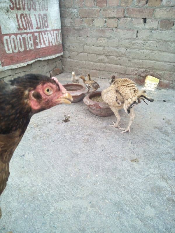 other breed aseel asil jawa shamo hung kung male female 2