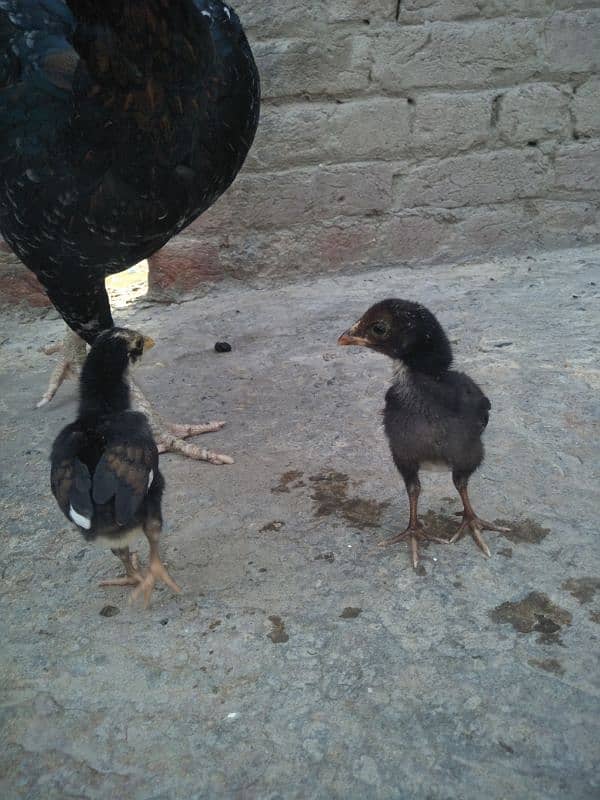other breed aseel asil jawa shamo hung kung male female 3