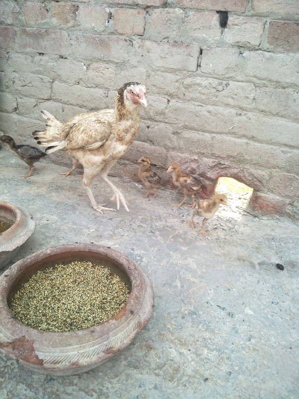 other breed aseel asil jawa shamo hung kung male female 4