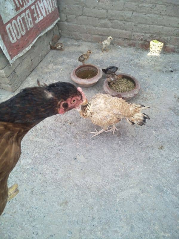 other breed aseel asil jawa shamo hung kung male female 5