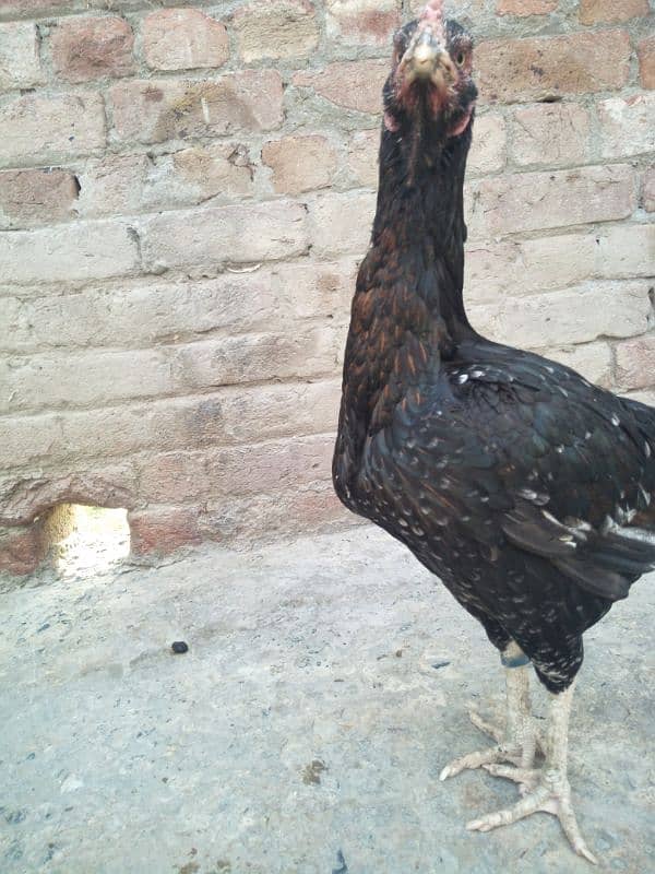 other breed aseel asil jawa shamo hung kung male female 6