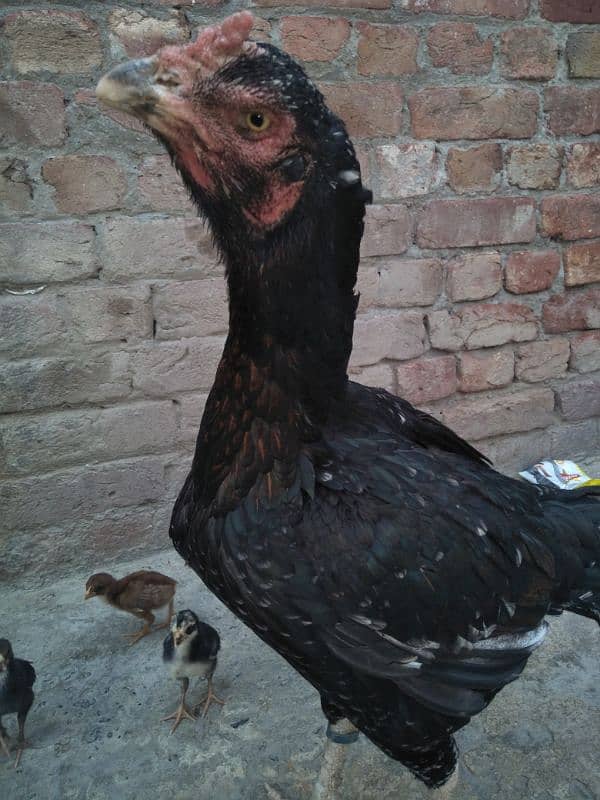 other breed aseel asil jawa shamo hung kung male female 7