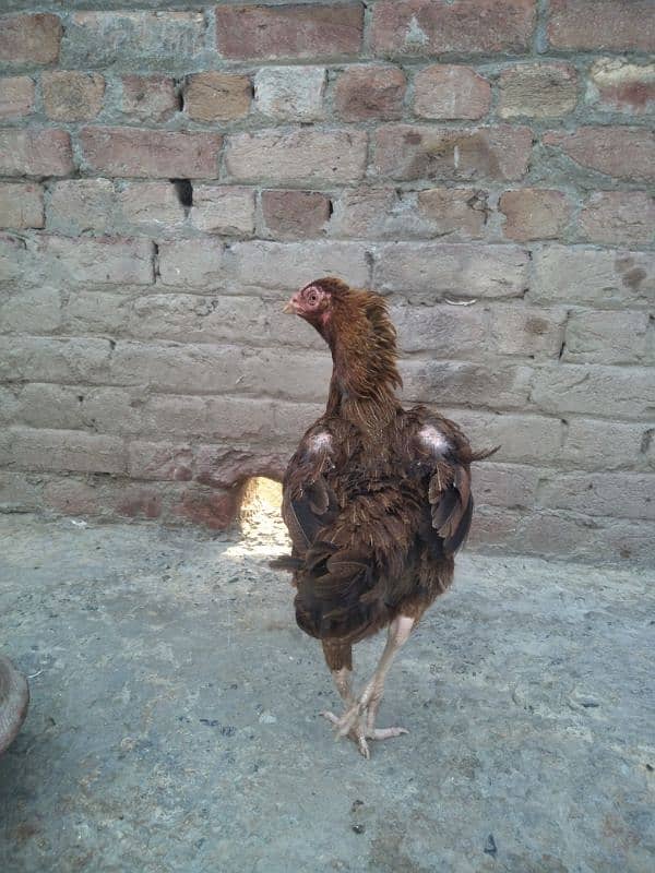 other breed aseel asil jawa shamo hung kung male female 8